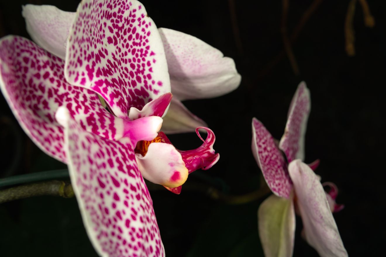 Phalaenopsis-Hybride Leopard Prince