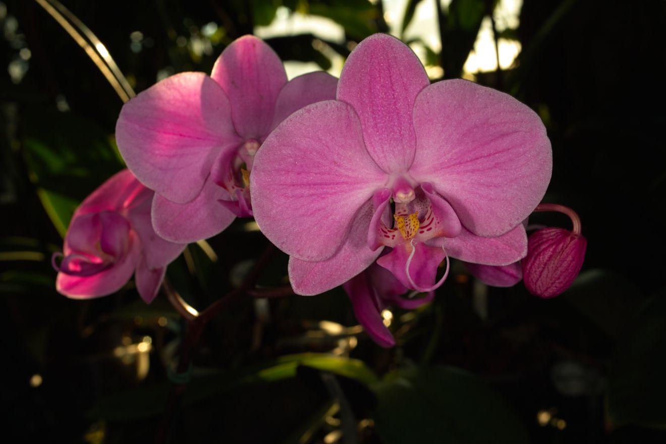 Phalaenopsis-Hybride Lotta