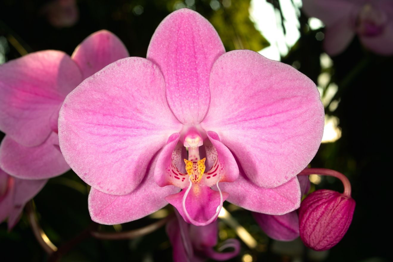 Phalaenopsis-Hybride Lotta