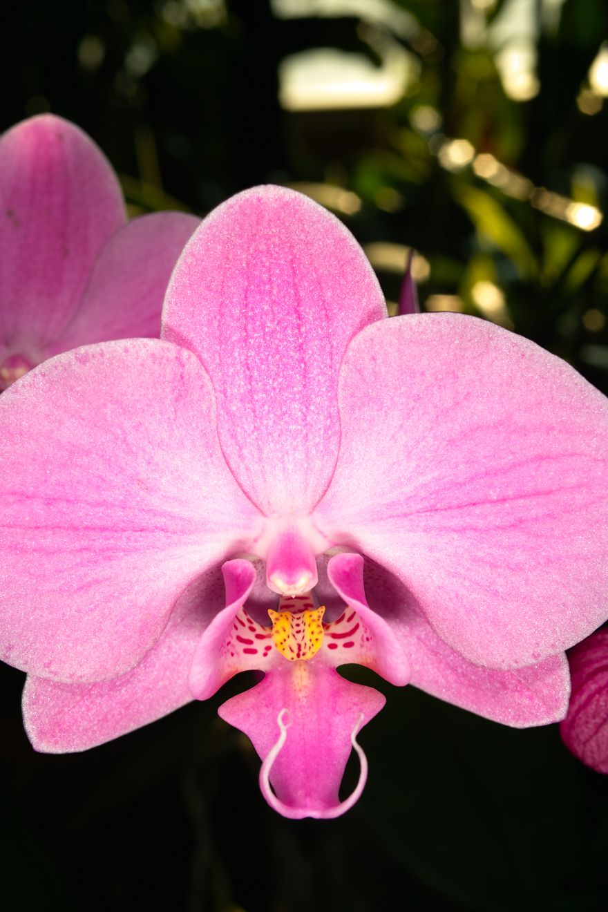 Phalaenopsis-Hybride Lotta