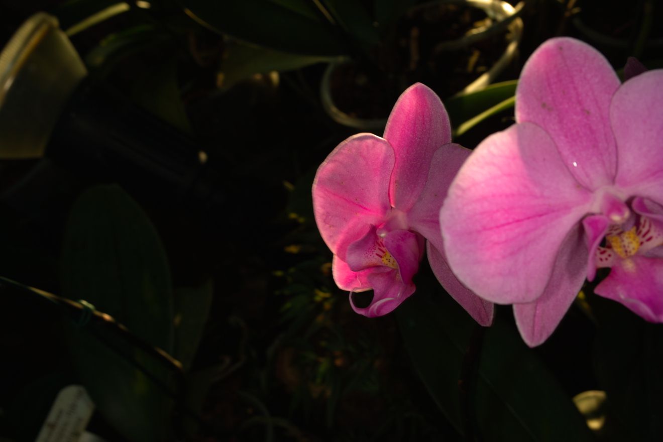 Phalaenopsis-Hybride Lotta