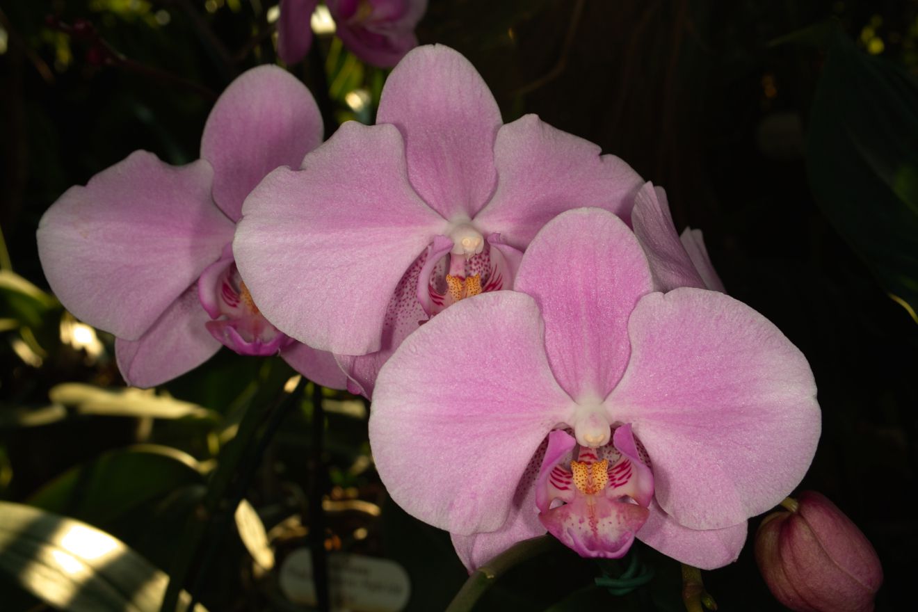 Phalaenopsis-Hybride Roxanne