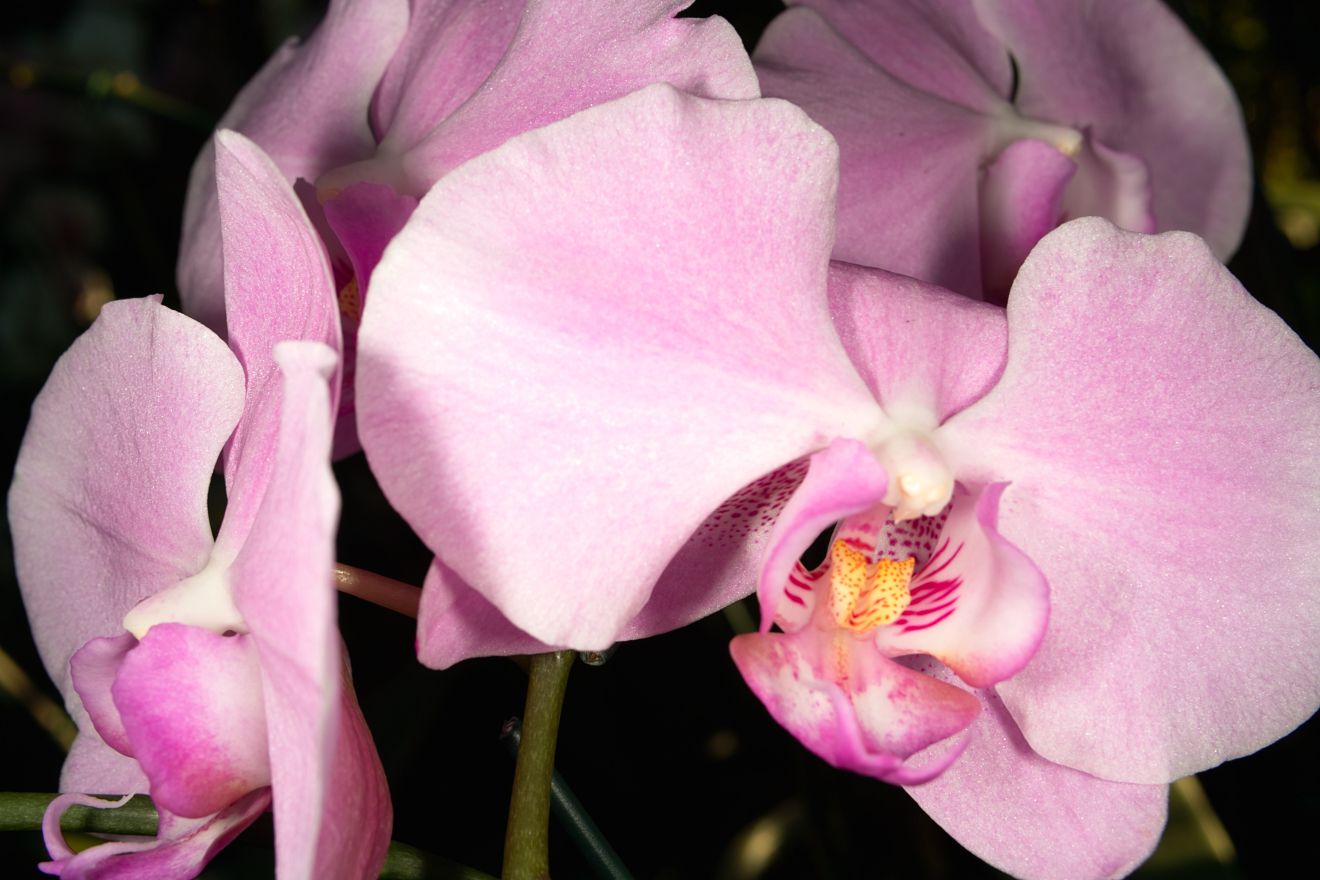 Phalaenopsis-Hybride Roxanne