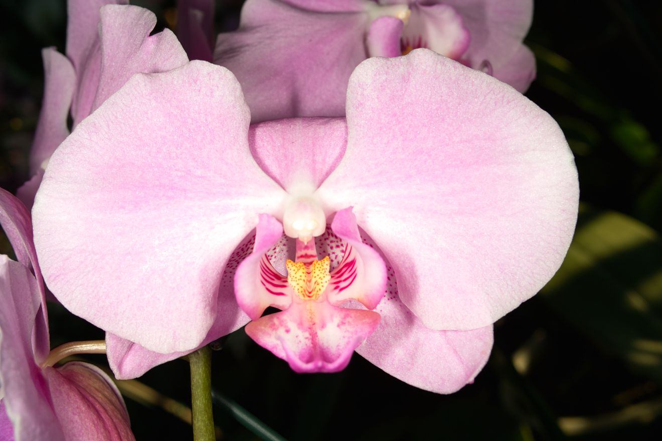 Phalaenopsis-Hybride Roxanne