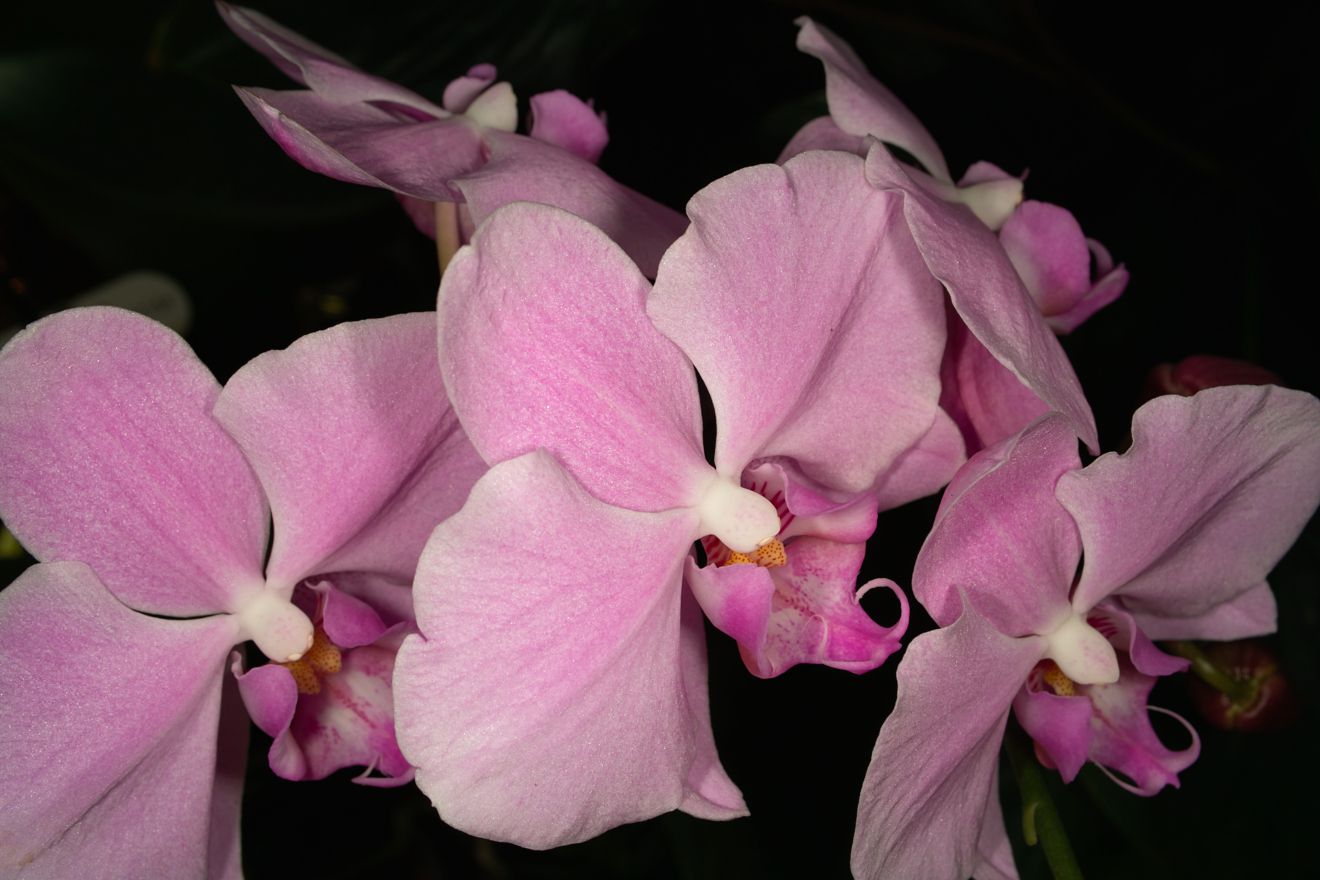 Phalaenopsis-Hybride Roxanne