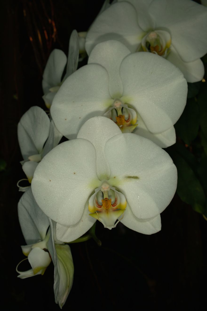 Phalaenopsis-Hybride Sogo Yukidian