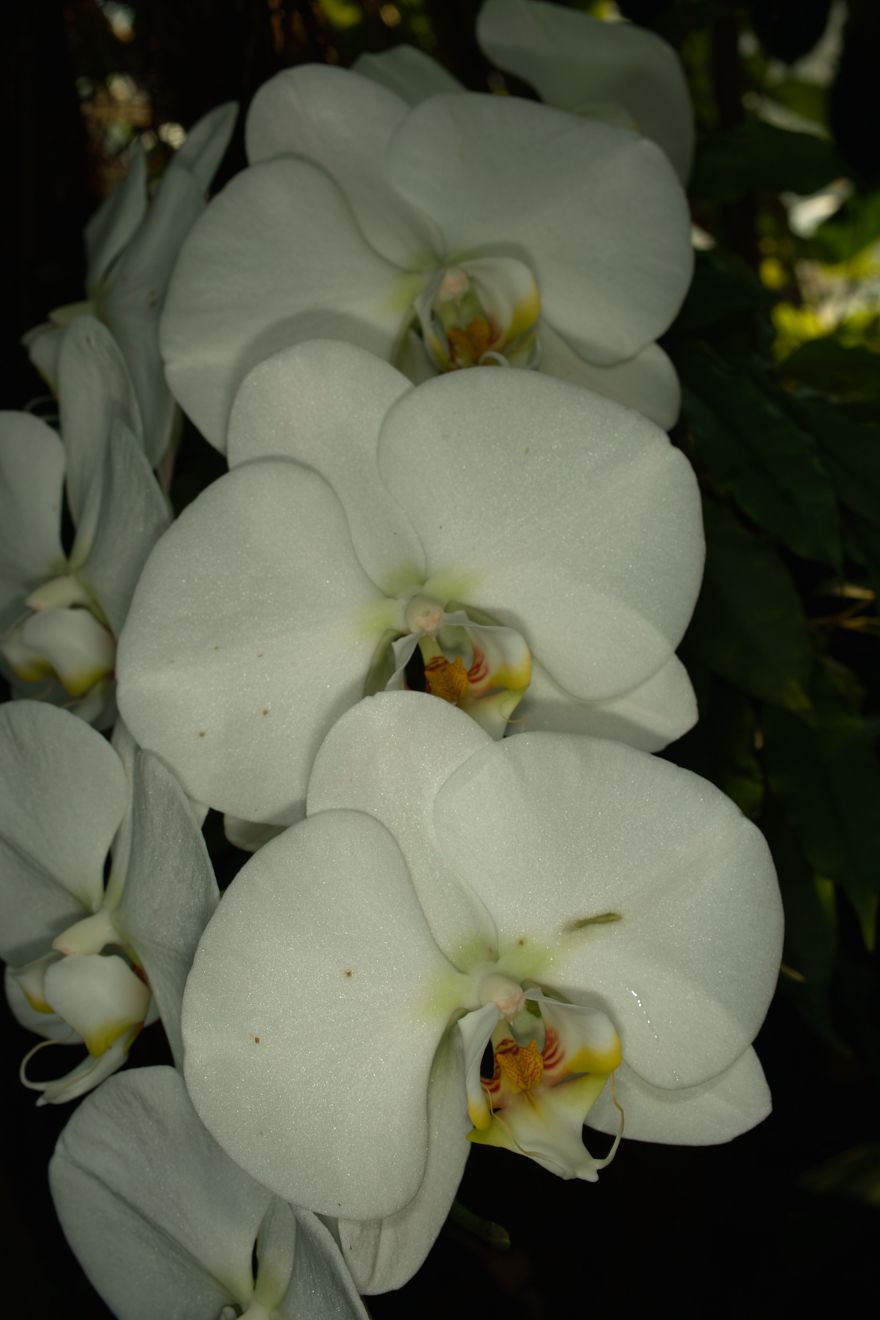 Phalaenopsis-Hybride Sogo Yukidian