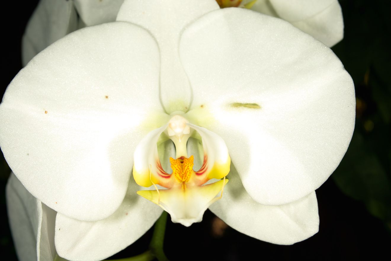 Phalaenopsis-Hybride Sogo Yukidian