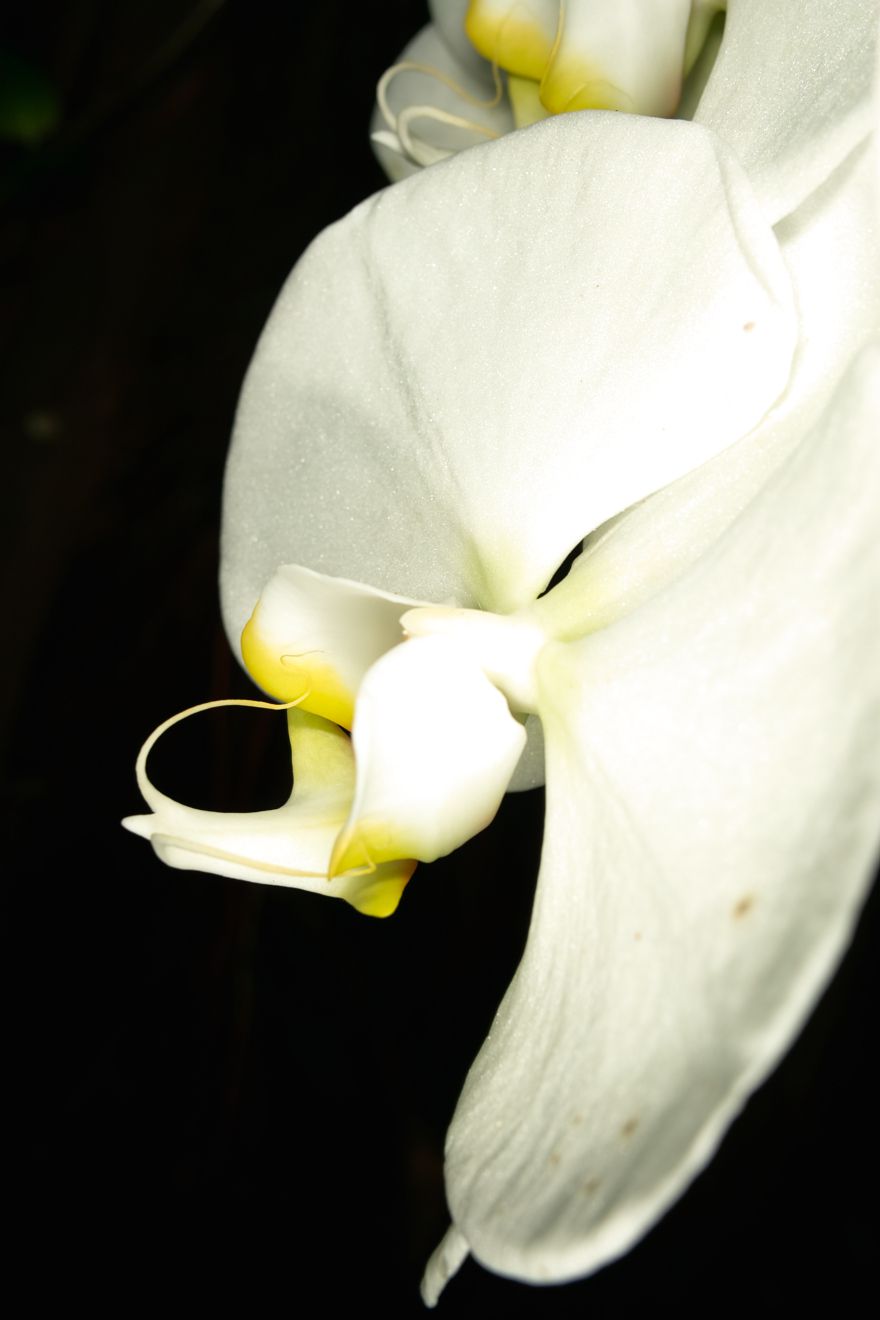 Phalaenopsis-Hybride Sogo Yukidian
