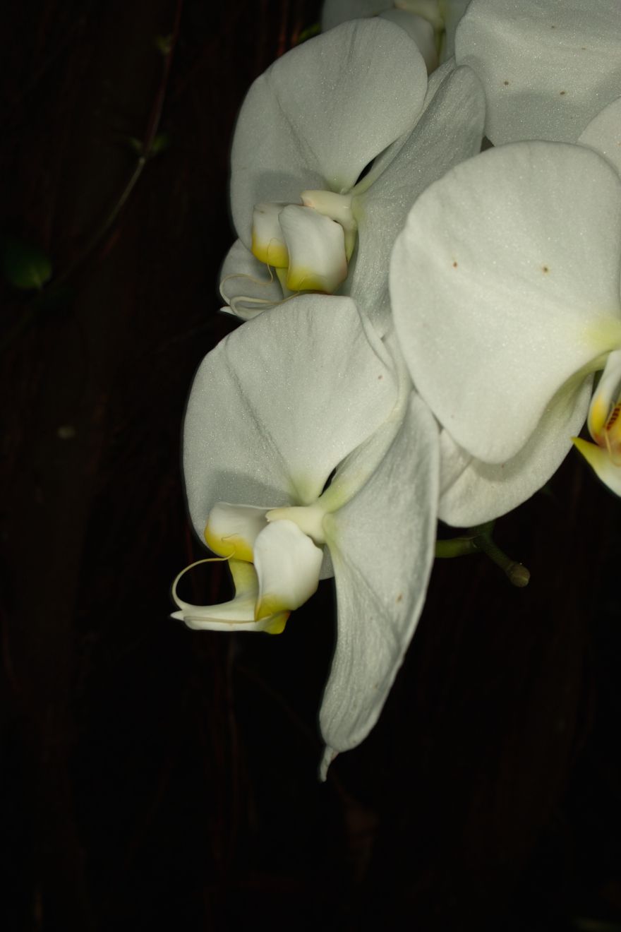 Phalaenopsis-Hybride Sogo Yukidian