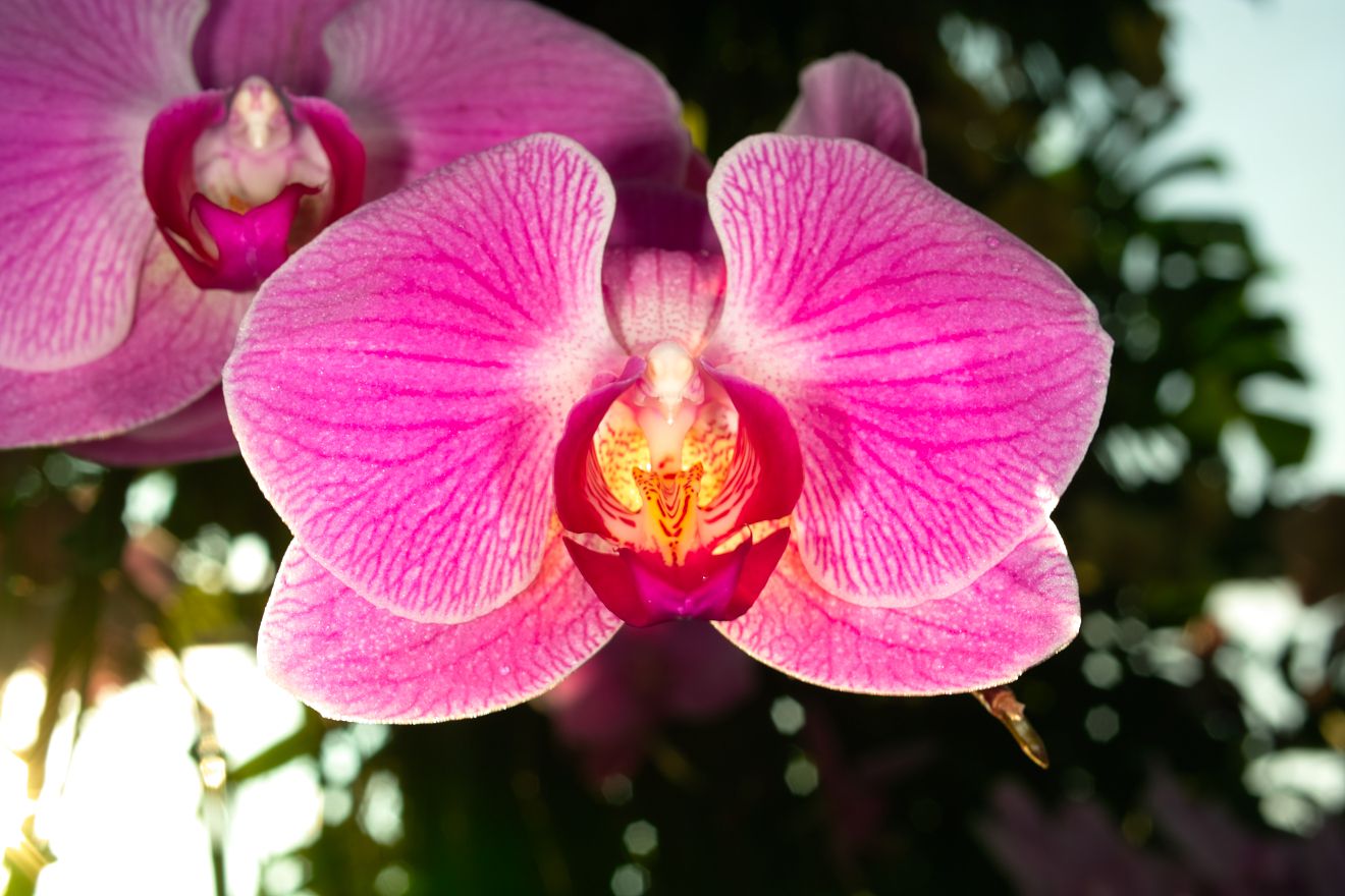 Phalaenopsis-Hybride Vanessa