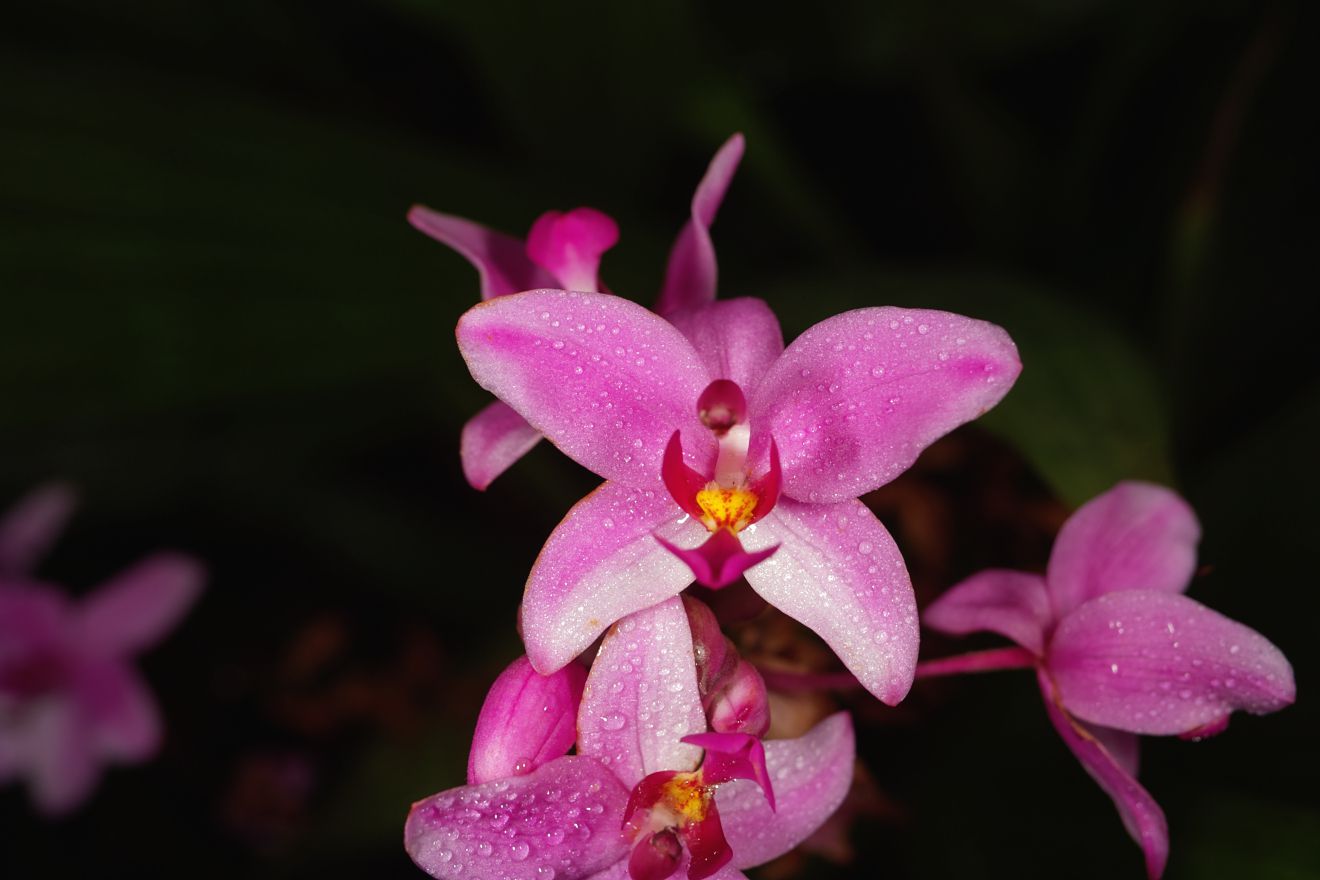 Spathoglottis-Hybride Caractea