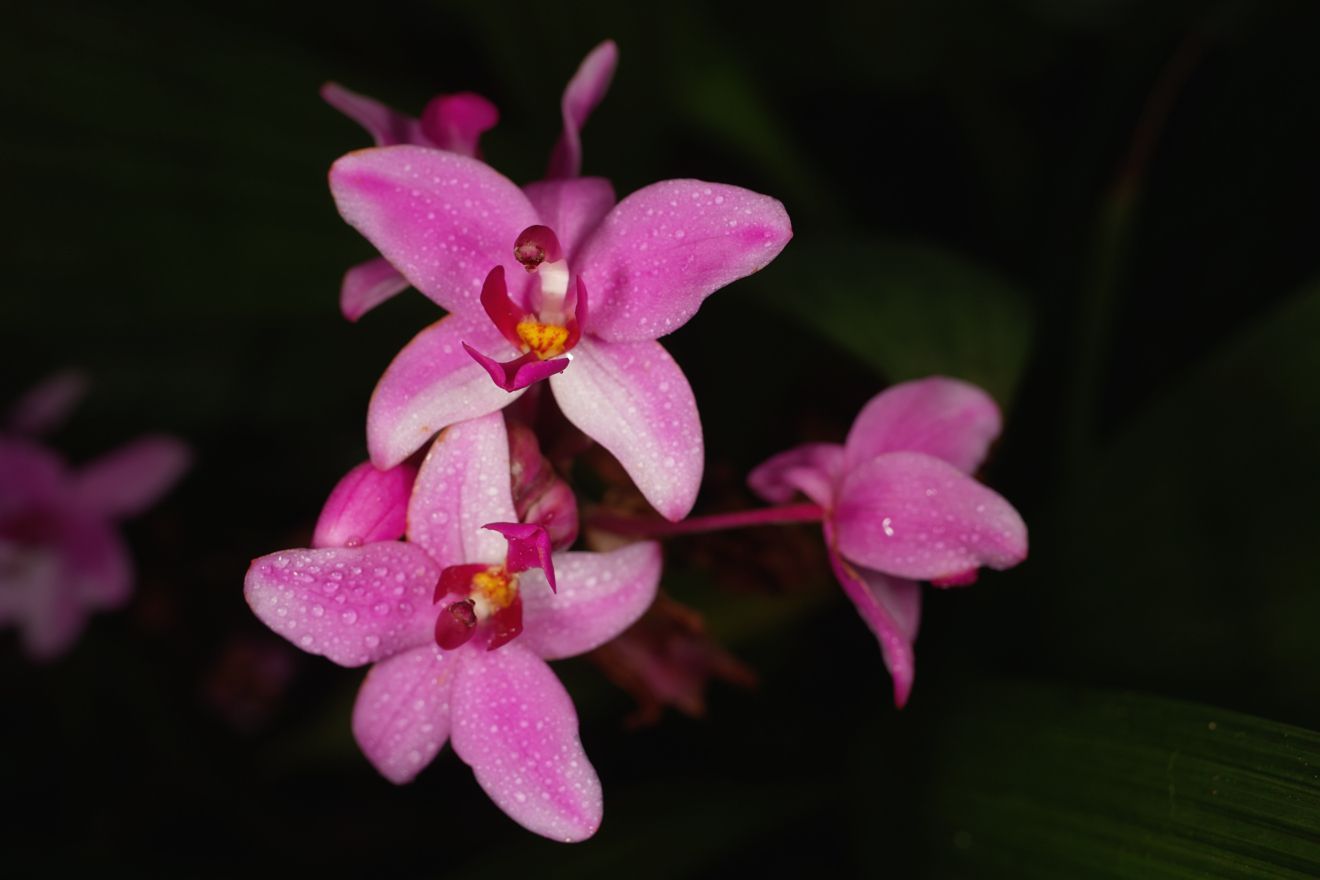 Spathoglottis-Hybride Caractea