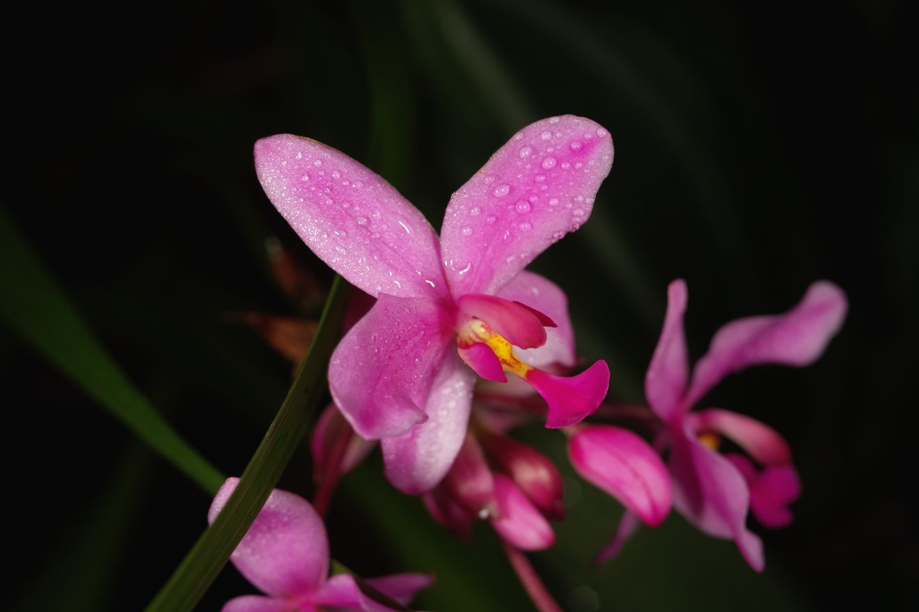 Spathoglottis-Hybride Caractea