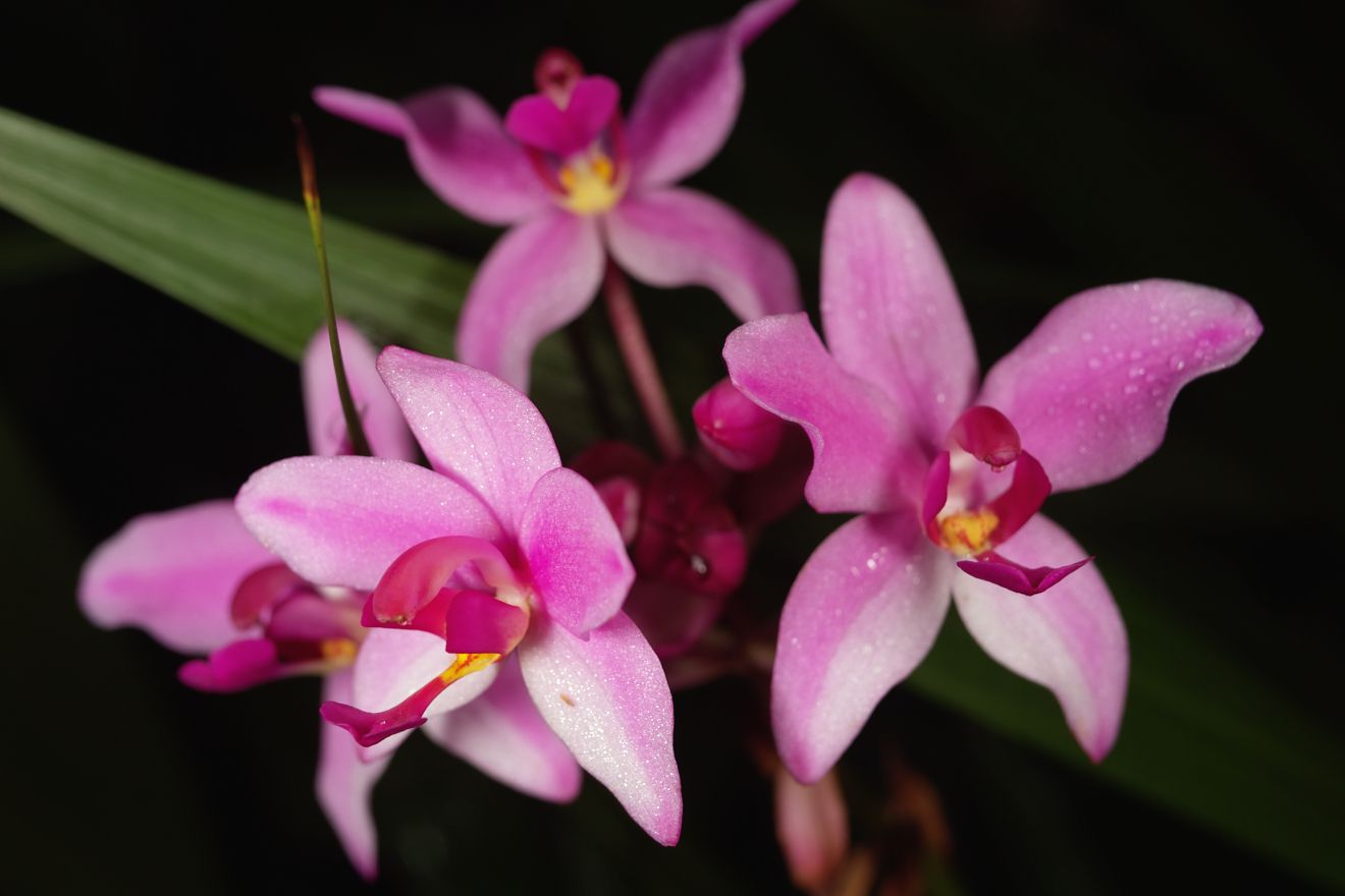 Spathoglottis-Hybride Caractea