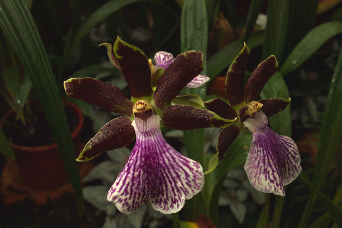 Zygopetalum-Hybride Bright And Blue