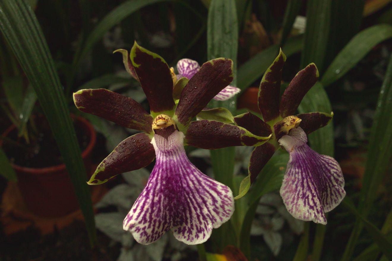 Zygopetalum-Hybride Bright And Blue