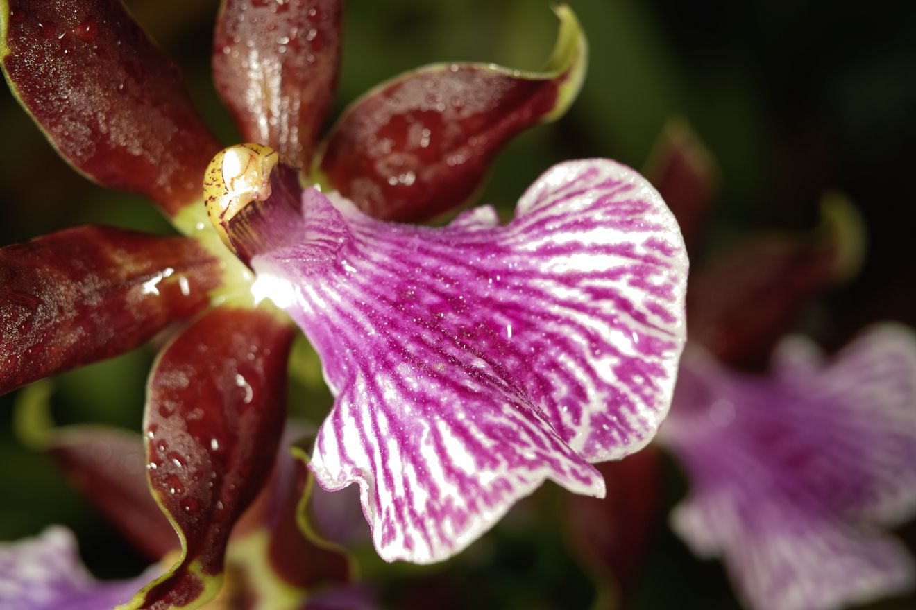 Zygopetalum-Hybride Bright And Blue