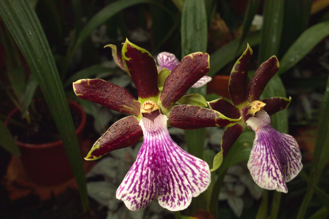 Zygopetalum-Hybride Bright And Blue