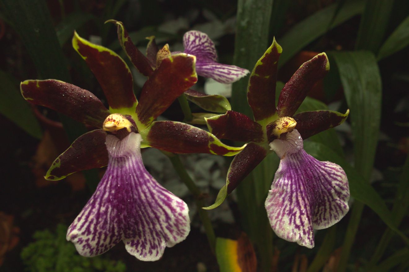 Zygopetalum-Hybride Bright And Blue