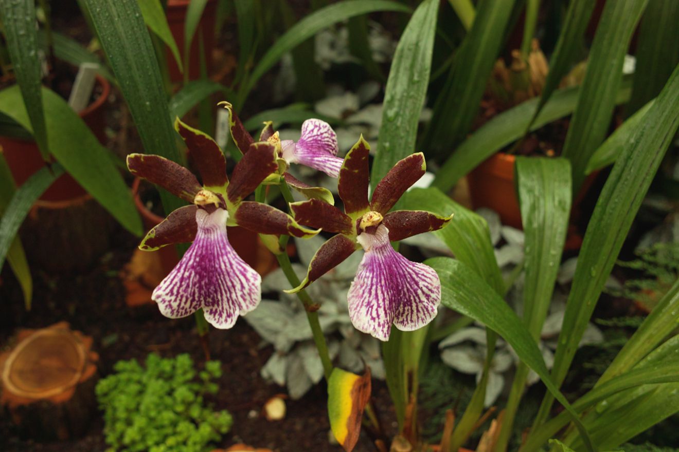 Zygopetalum-Hybride Bright And Blue