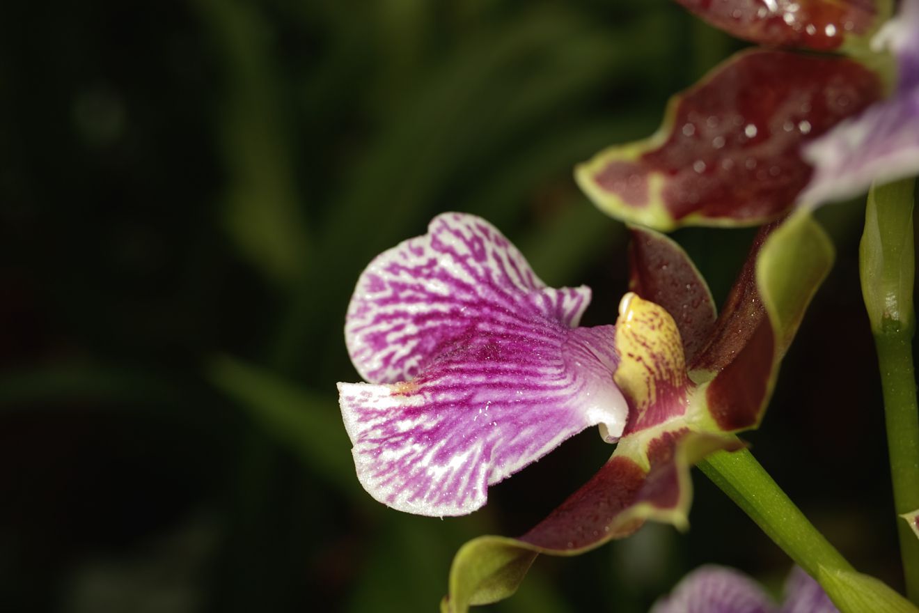 Zygopetalum-Hybride Bright And Blue