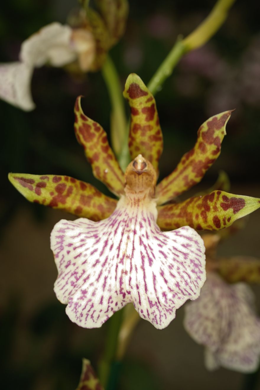 Zygopetalum Mackaii