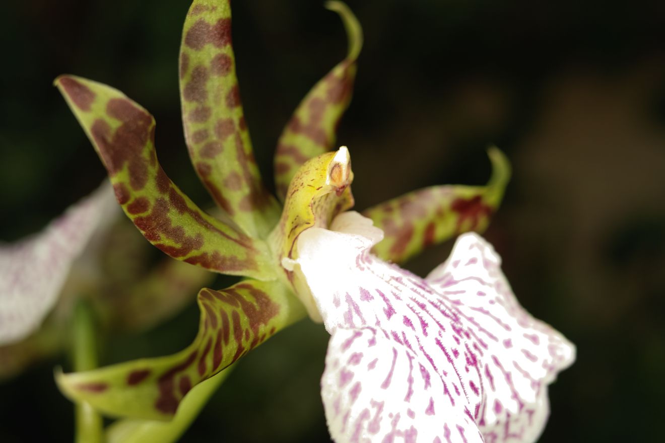 Zygopetalum Mackaii