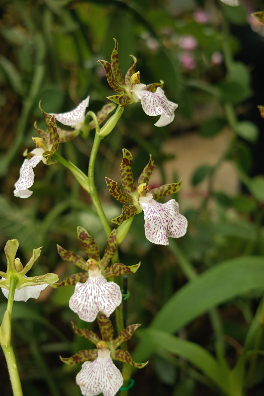 Zygopetalum Mackaii