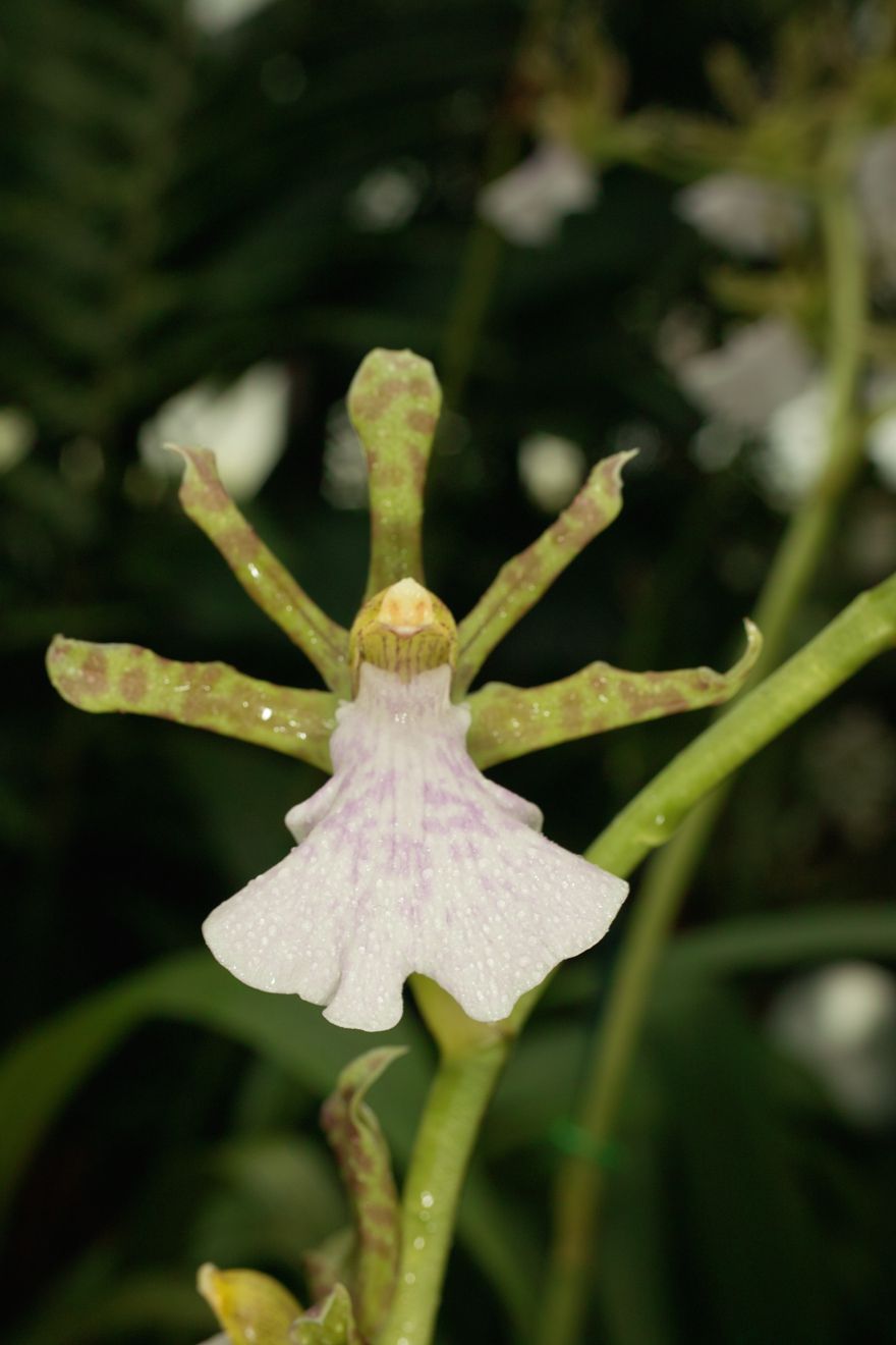 Zygopetalum Maculatum