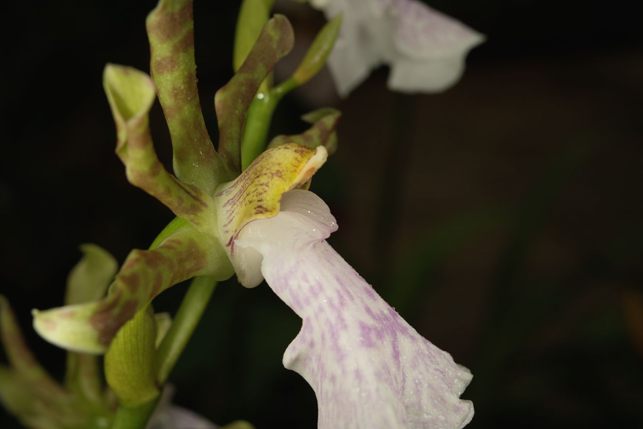 Zygopetalum Maculatum