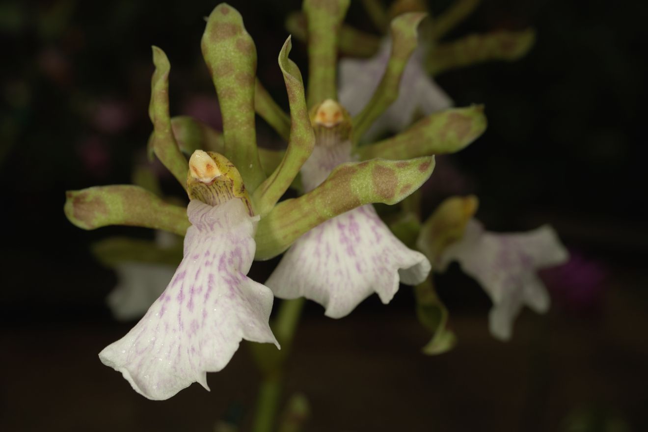 Zygopetalum Maculatum