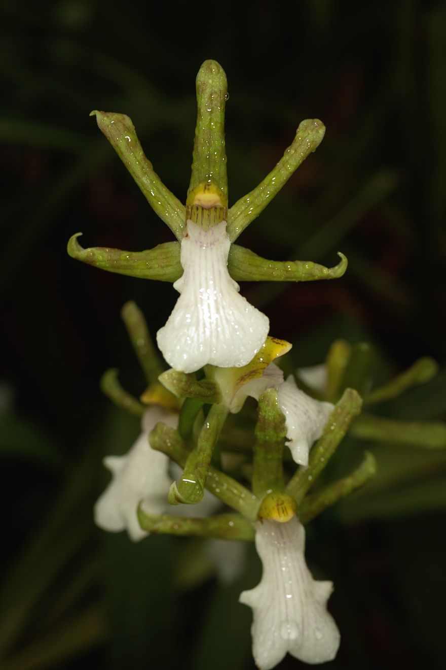 Zygopetalum Reginae