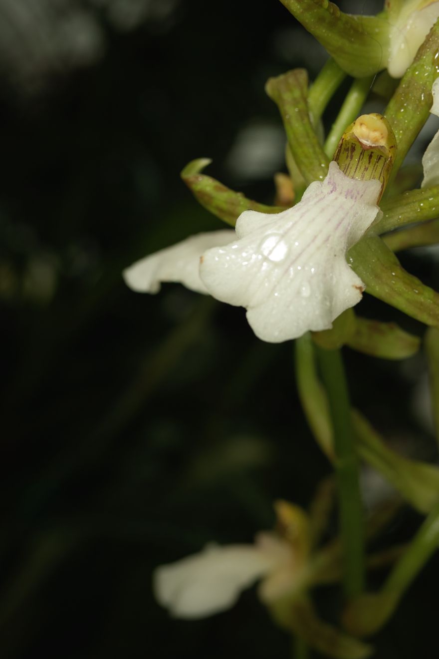 Zygopetalum Reginae