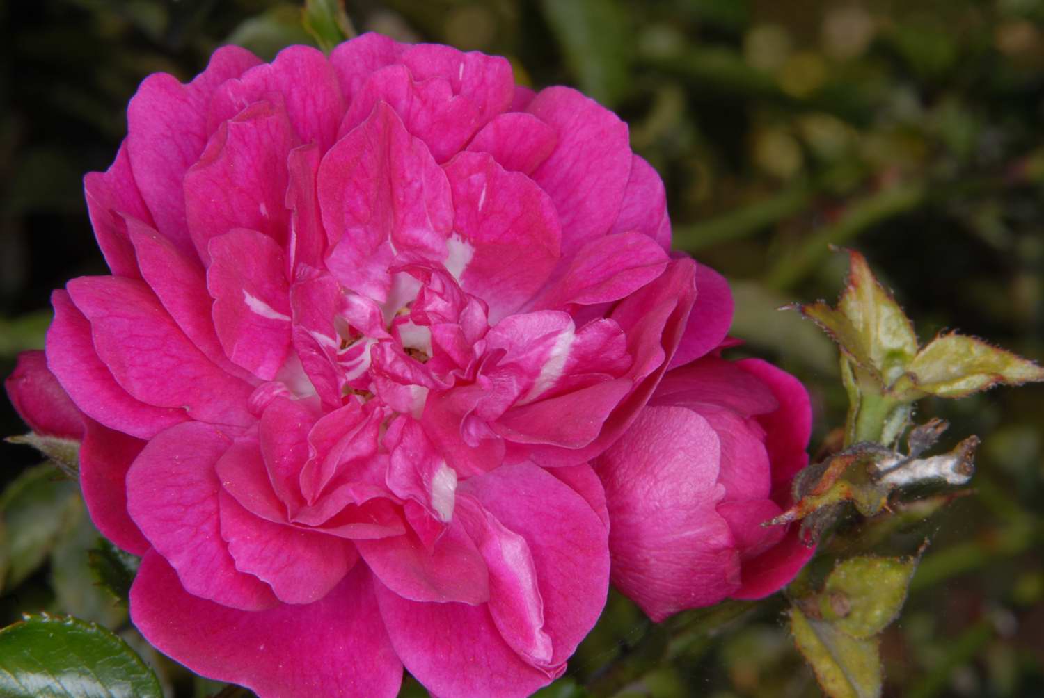 Excelsa