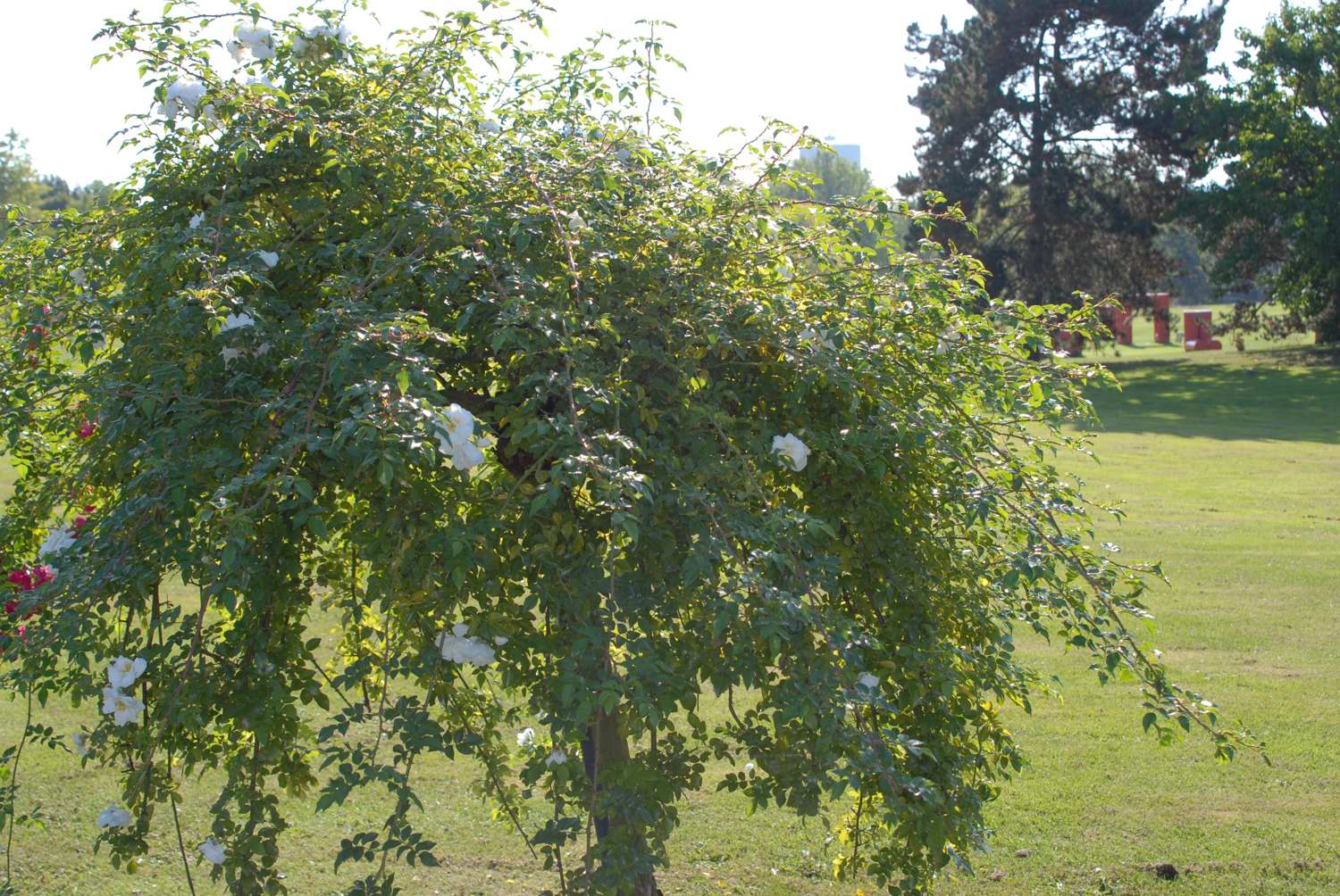 Sander's White Rambler