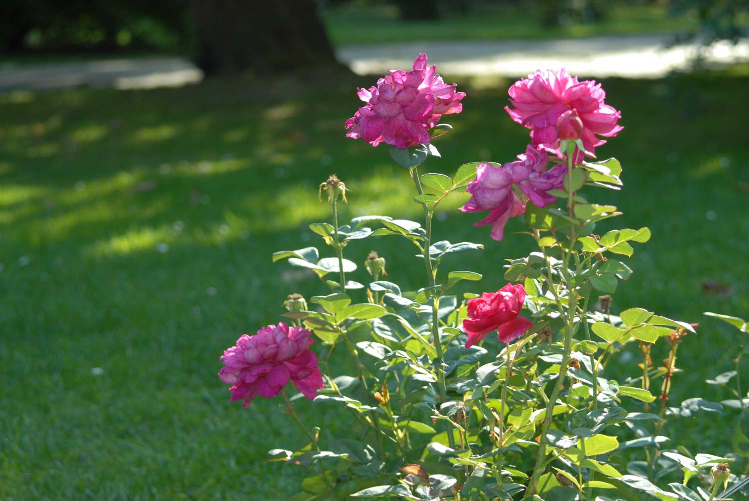 Sophy's Rose